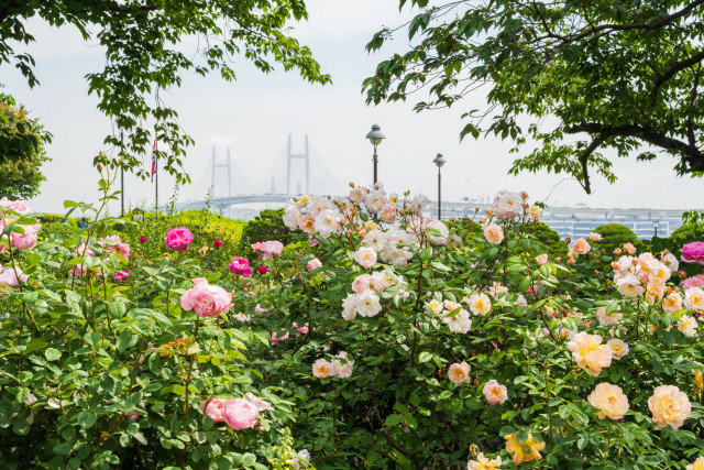 港の見える丘公園